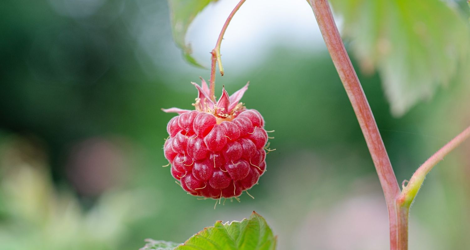 Raspberry Plant Care Guide