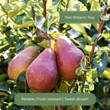 Patio Pear Tree Trained Fruit Trees