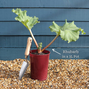 'Victoria' Rhubarb Plant Soft Fruit