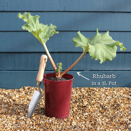 'Timperley Early' Rhubarb Plant Soft Fruit