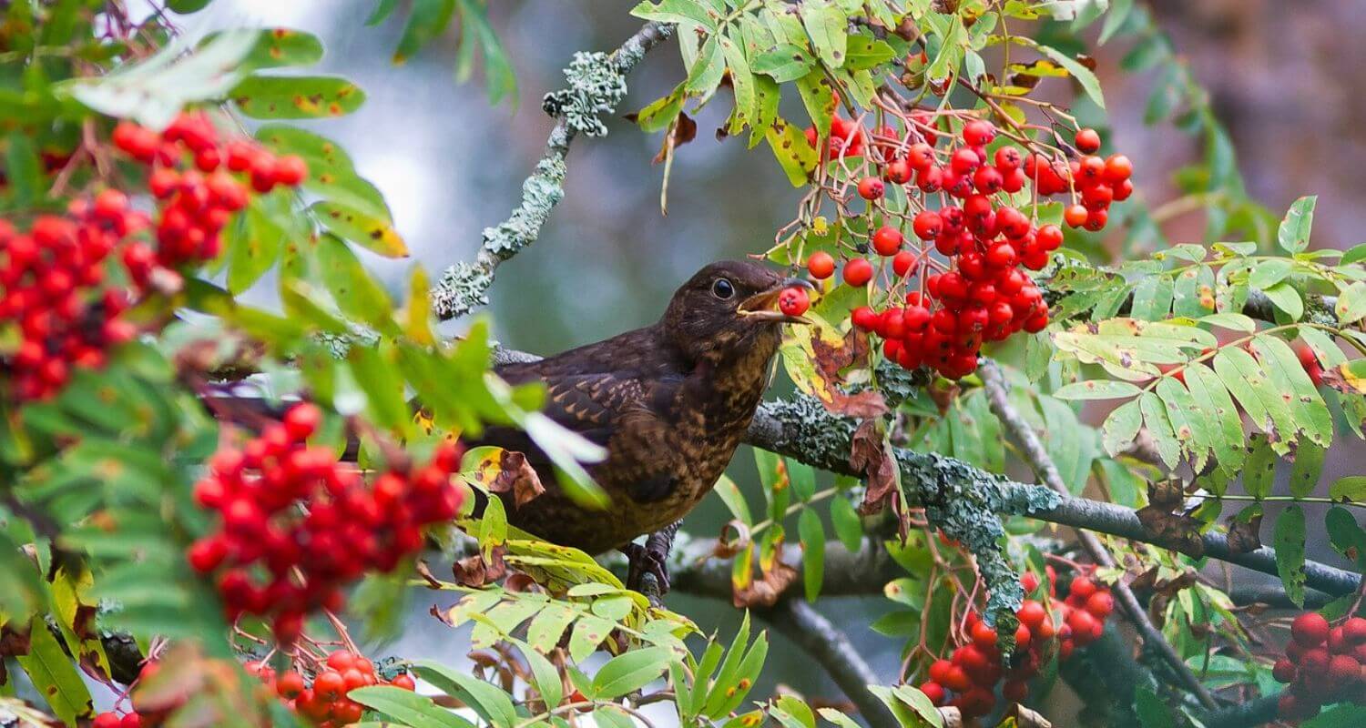 Rowan Tree Problems: Grower’s Care Guide