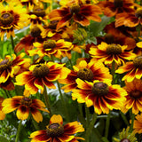 Rudbeckia 'Kissing SmileyZ' Perennial Bedding