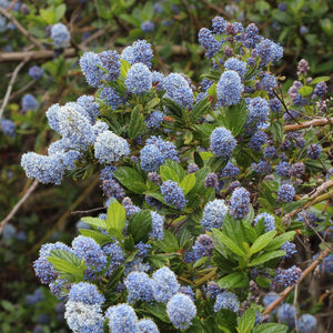 Ceanothus thrysiflorus 'Repens' Shrubs