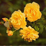 Flaming Cover®' Ground Cover Rose