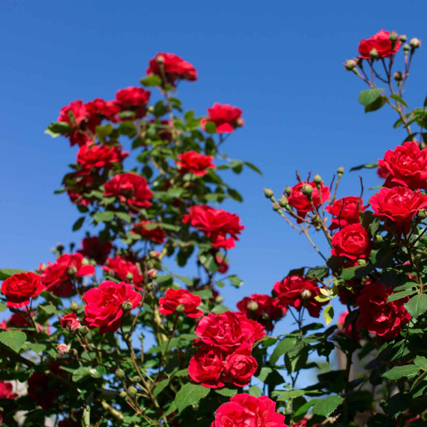 Scarlet Hit®' Patio Shrub Rose