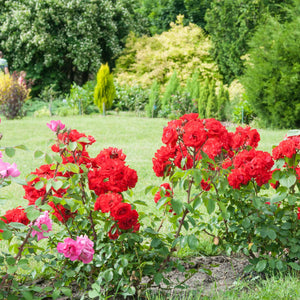 Scarlet Hit®' Patio Shrub Rose