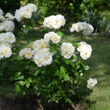 Snow Kisses' Patio Shrub Rose