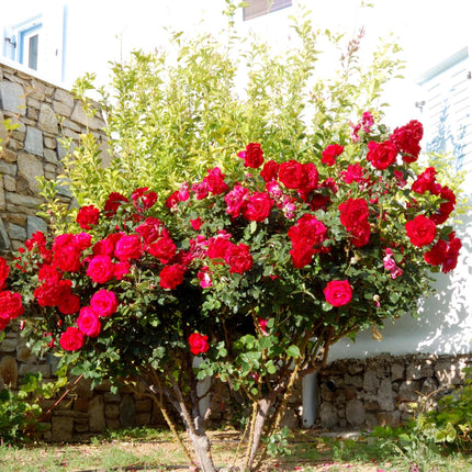 Royal Parfuma®' Scented Hybrid Tea Rose