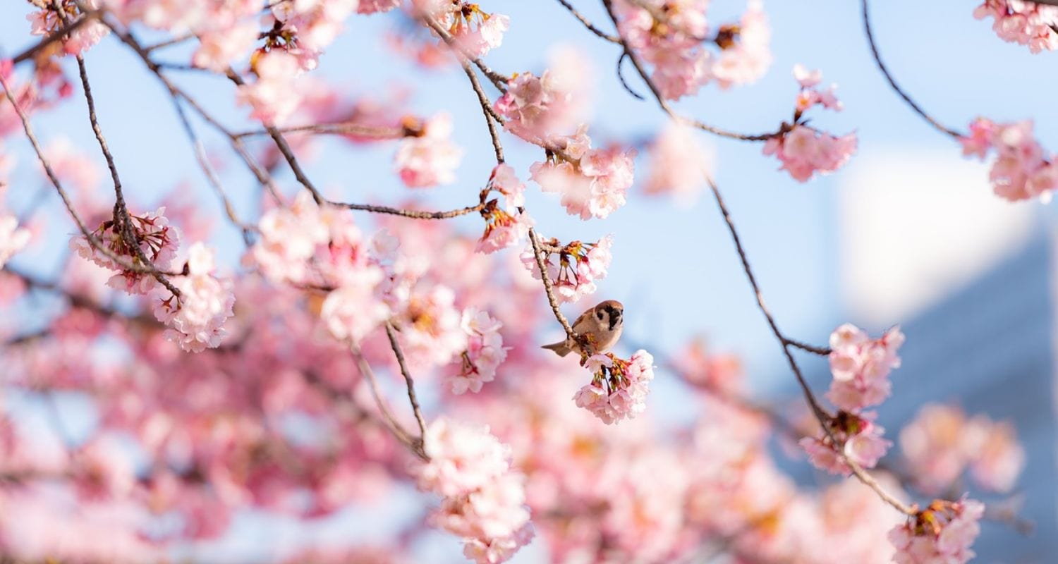 Sakura: Trees, Flowers & Meaning