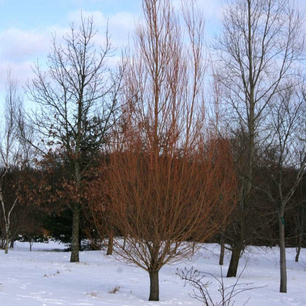 Scarlet Willow Tree | Salix alba 'Chermesina' Ornamental Trees