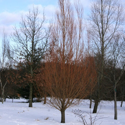 Scarlet Willow Tree | Salix alba 'Chermesina' Ornamental Trees