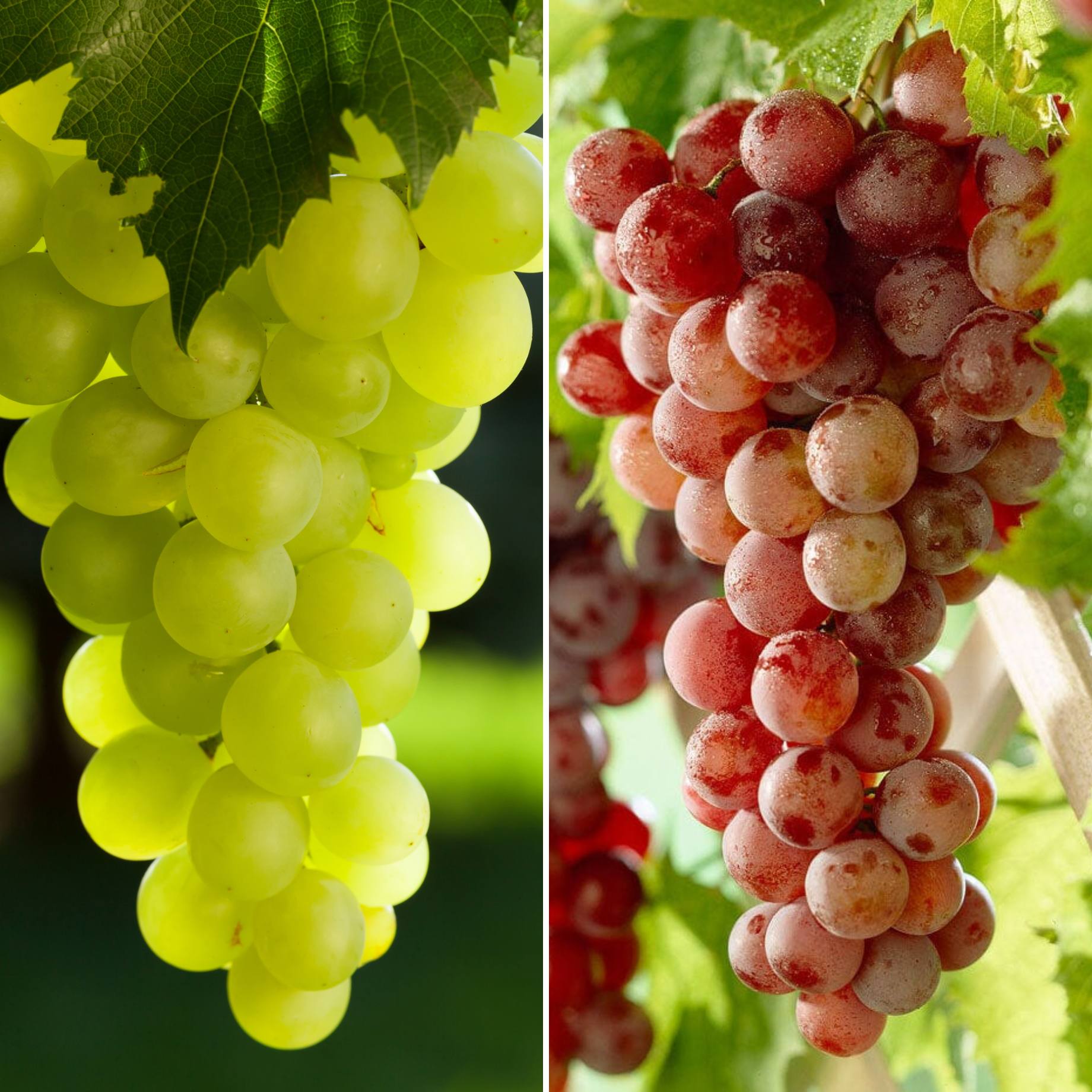 Seedless Outdoor Grape Collection