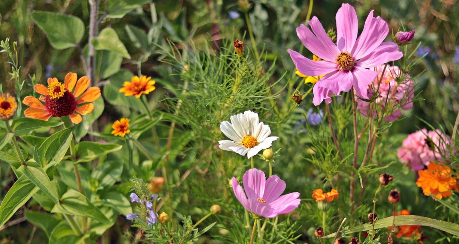 Self Seeding Plants