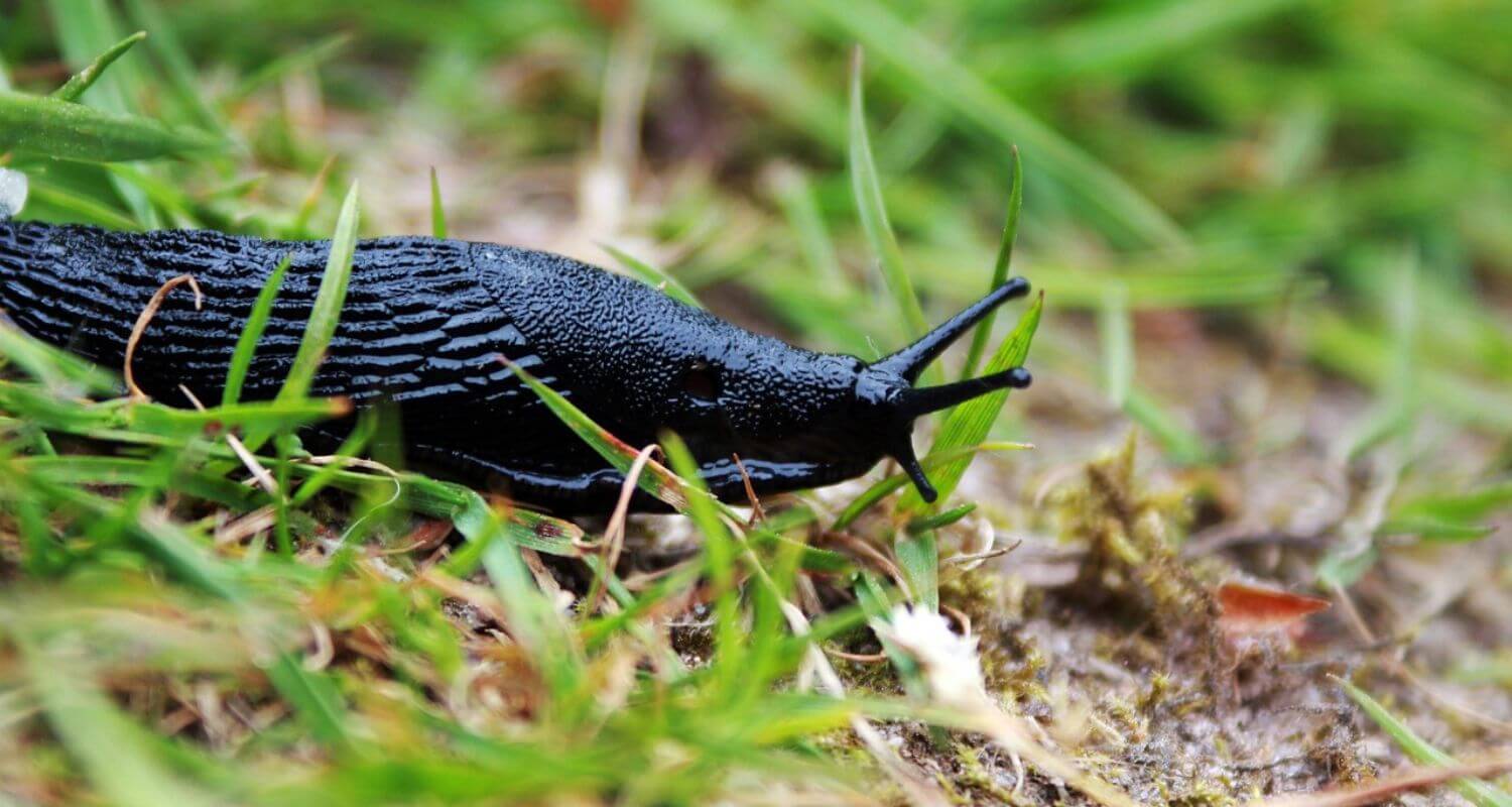 Slug Resistant Plants