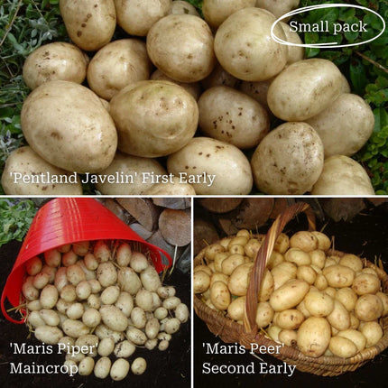 Full Season Seed Potato Pack | Growers' Choice Vegetables