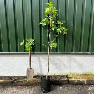 Cut-Leaf Mountain Ash Tree | Sorbus asplenifolia Ornamental Trees