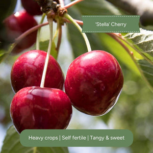 Award Winning Patio Fruit Tree Collection | Cherry, Pear & Plum Trained Fruit Trees