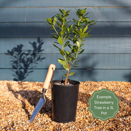 Strawberry Tree | Arbutus unedo Ornamental Trees