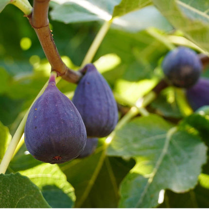 'Sultane' Fig Tree Soft Fruit