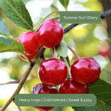 Patio Cherry Tree Trained Fruit Trees