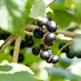 'Titania' Blackcurrant Bush Soft Fruit