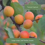 Cordon Apricot Tree Trained Fruit Trees