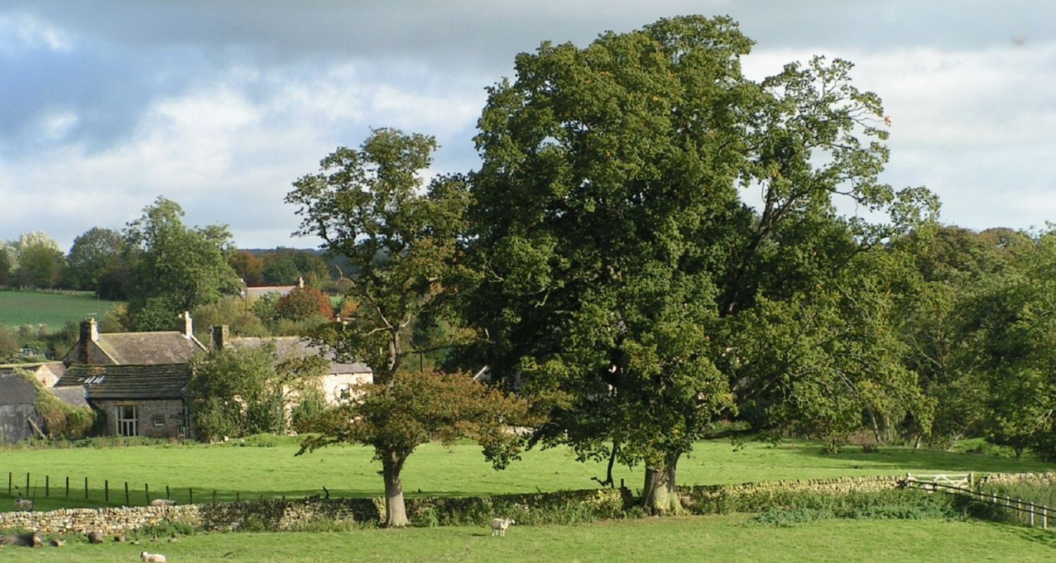 Top 10 Most Common Trees in the UK