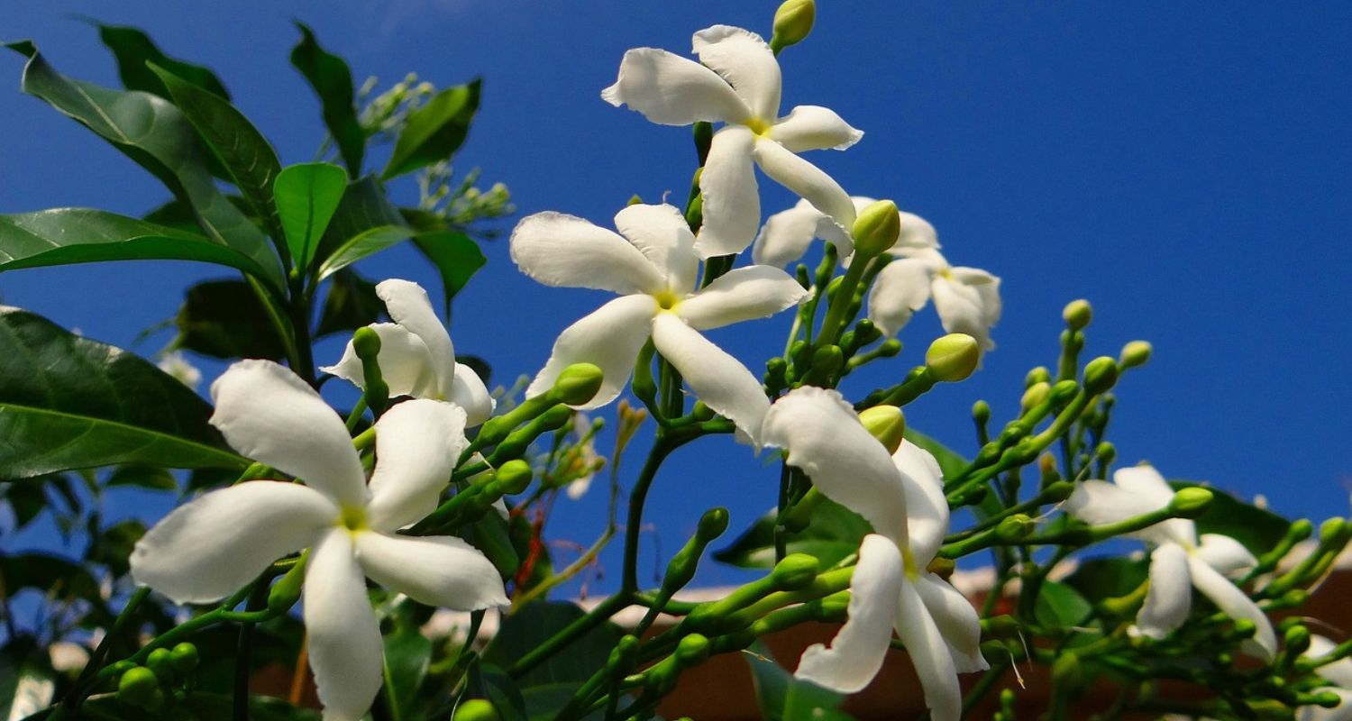 Types of Jasmine: Which is Best for UK Gardens?