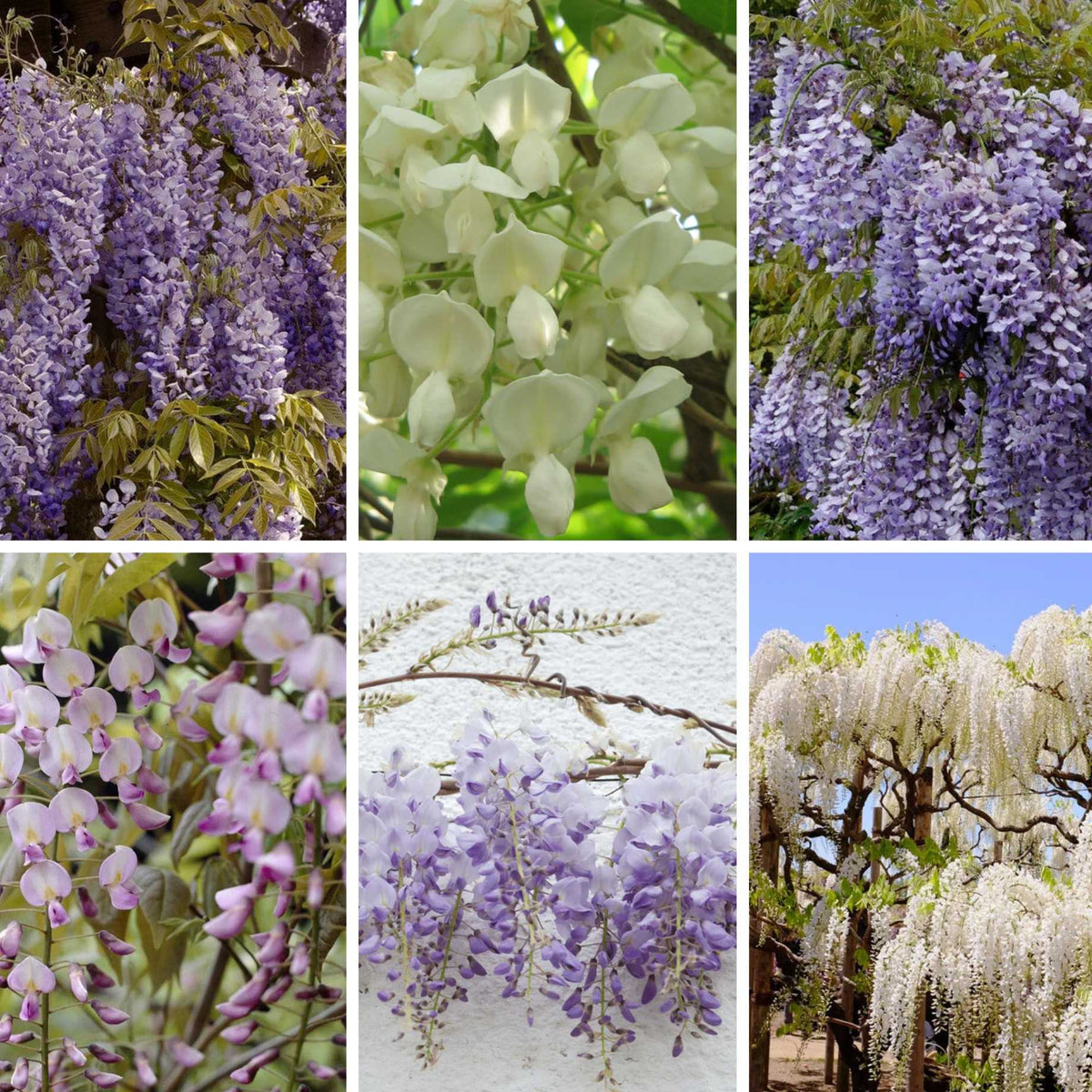 Ultimate Wisteria Collection – Roots Plants