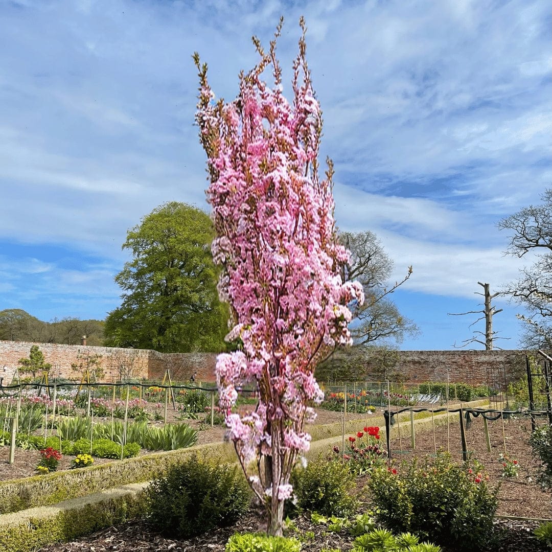 'Flagpole' Cherry Blossom Tree | Prunus Amanogawa