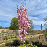 'Flagpole' Cherry Blossom Tree | Prunus Amanogawa Ornamental Trees