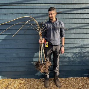 Golden Weeping Willow Tree | Salix 'Chrysocoma' Ornamental Trees