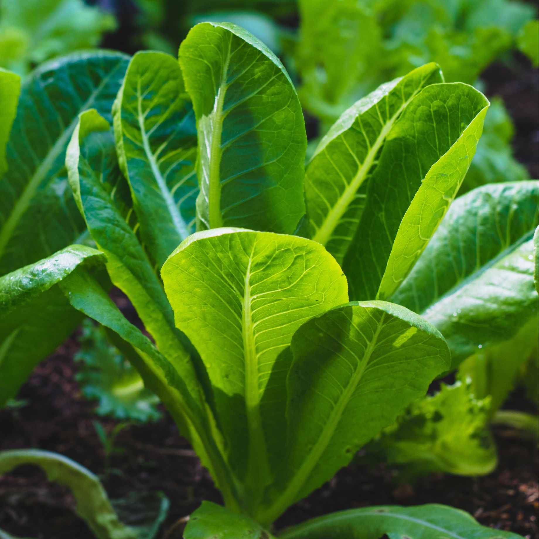 Lettuce 'Cos Cucuracha' Plants