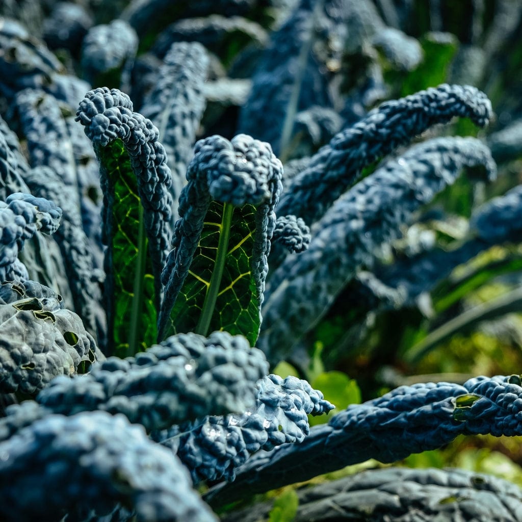 Black Kale 'Cavolo Nero' - Roots Plants