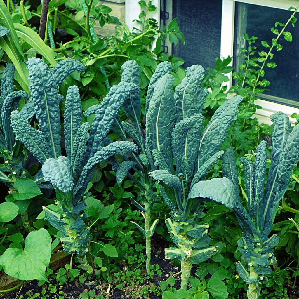 Black Kale 'Cavolo Nero' - Roots Plants