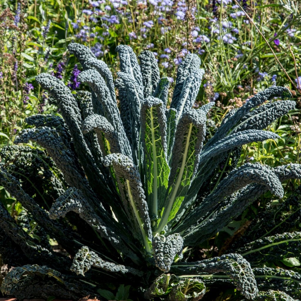 Black Kale 'Cavolo Nero' – Roots Plants