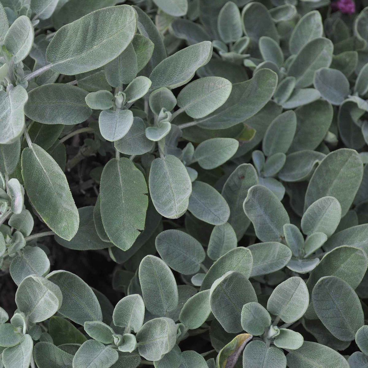 Common Sage Plant – Roots Plants