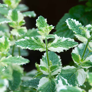 Variegated Mint Plant Vegetable Plants