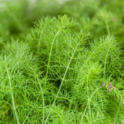 Green Fennel Plant Vegetable Plants