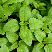 Lemon Balm Plant Vegetable Plants