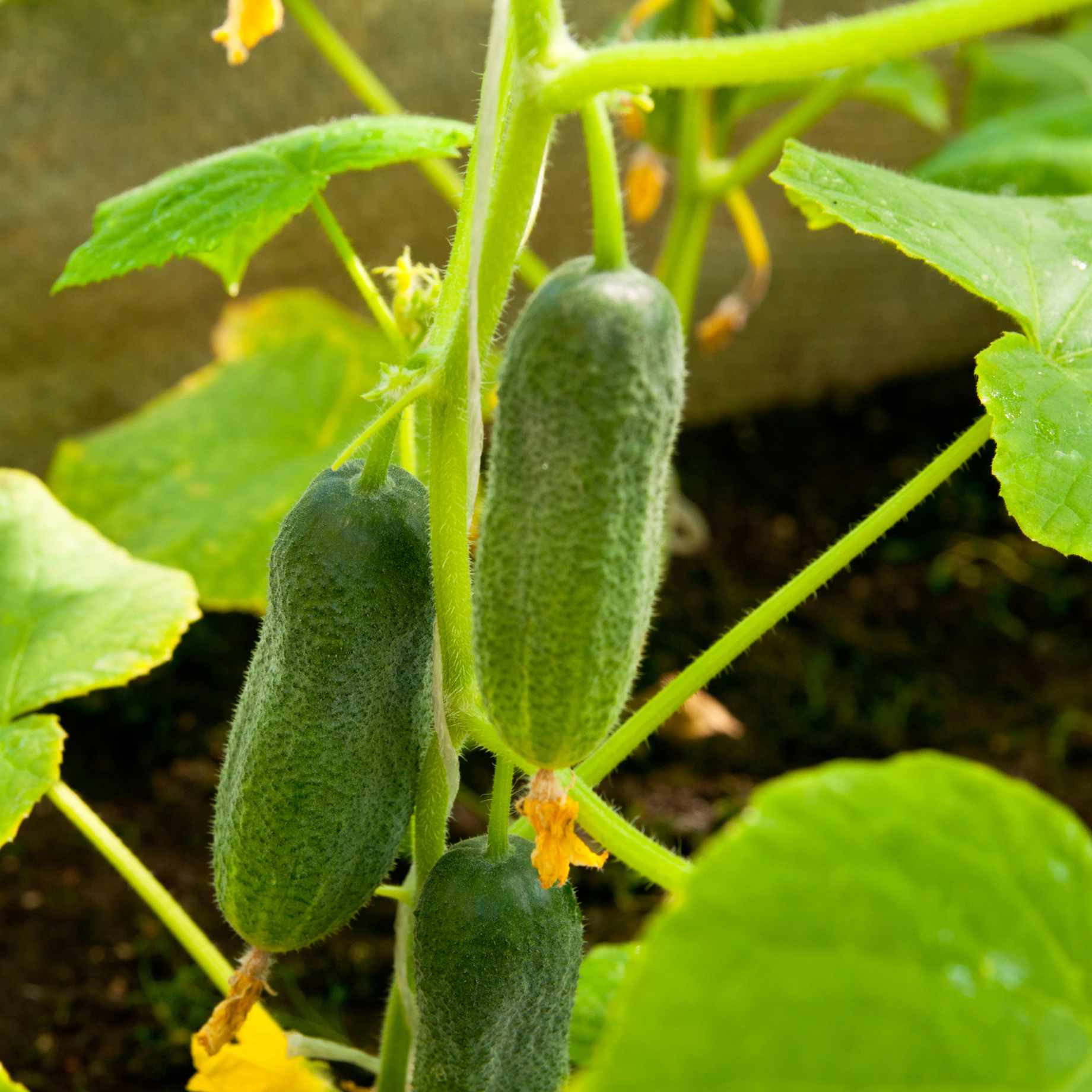 'Minisweet' Cucumber Plants