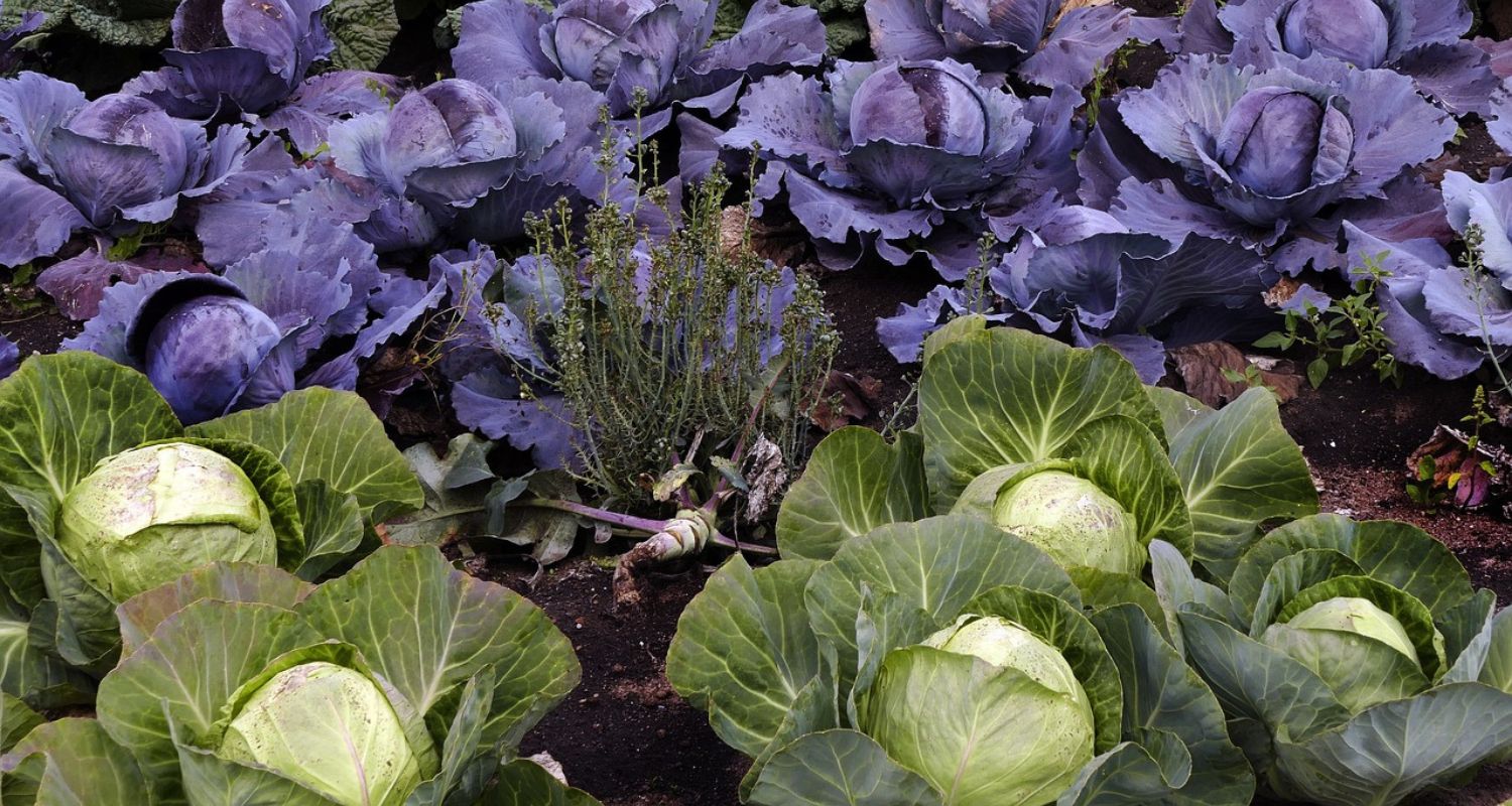 Vegetable Garden Plans: Spacing Your Plants