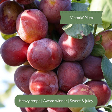 Fan-Trained Plum Tree Trained Fruit Trees