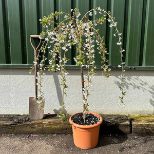 Cheal's Weeping Cherry Blossom Tree | Prunus 'Kiku Shidare Zakura' Ornamental Trees