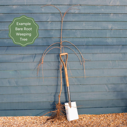 Pink Weeping Flowering Cherry Tree | Prunus subhirtella 'Pendula Rosea' Ornamental Trees