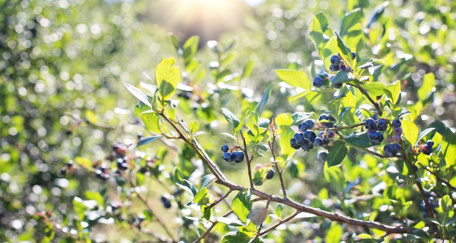 Which Are the Best Blueberry Plants?