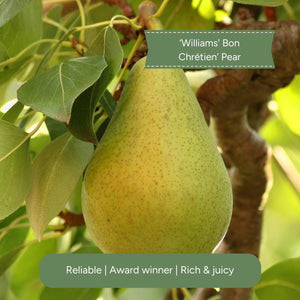 Stepover Pear Tree Trained Fruit Trees