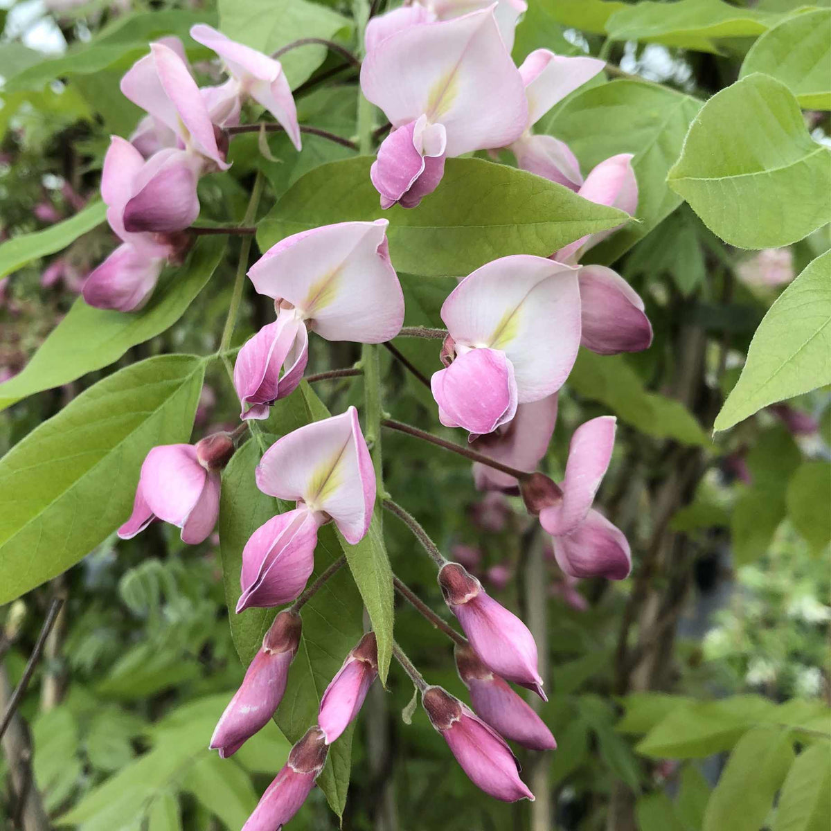 Silky Wisteria | Wisteria brachybotrys 'Showa-beni' – Roots Plants