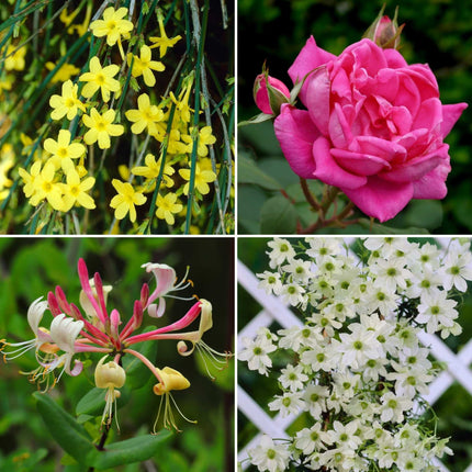 Year-Round Flowering Climbers Collection Climbing Plants