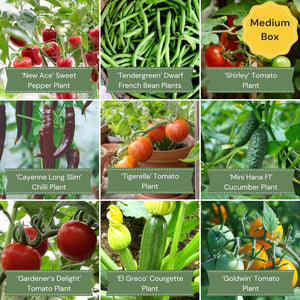 Greenhouse Grower’s Vegetable Collection Vegetables